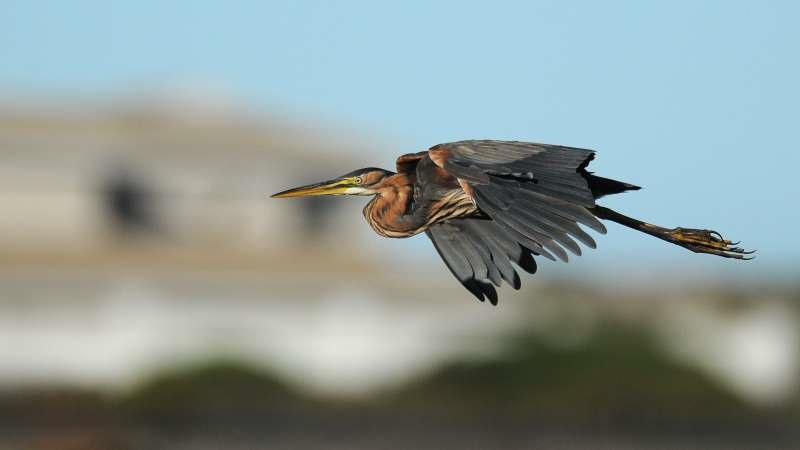 065 Purple Heron copy