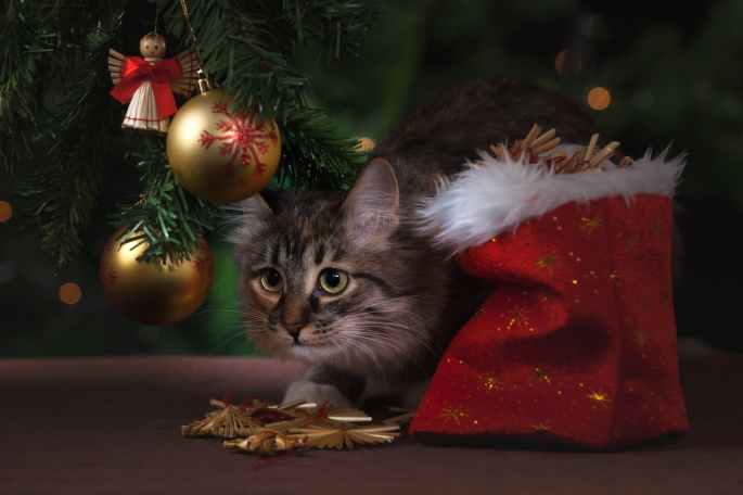 christmas cat