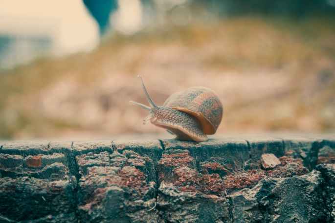 snail