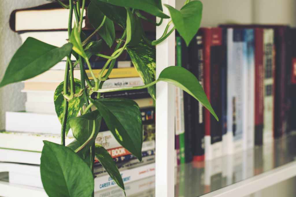 A white bookshelf full of books. The books are out of focus and the camera is focusing on a pothos plant vine in the foreground on top of a stack of books.