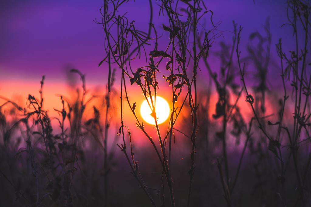 A sunset scene with a dark purple sky and an orange streak in the center of the photo containing the sun in the background. In the foreground, tall, thin plant stalks are in focus showing the sun behind them. 